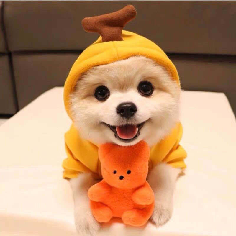 Cute Holiday and Year Round Costumes for Cats & Dogs Pets Possessions
