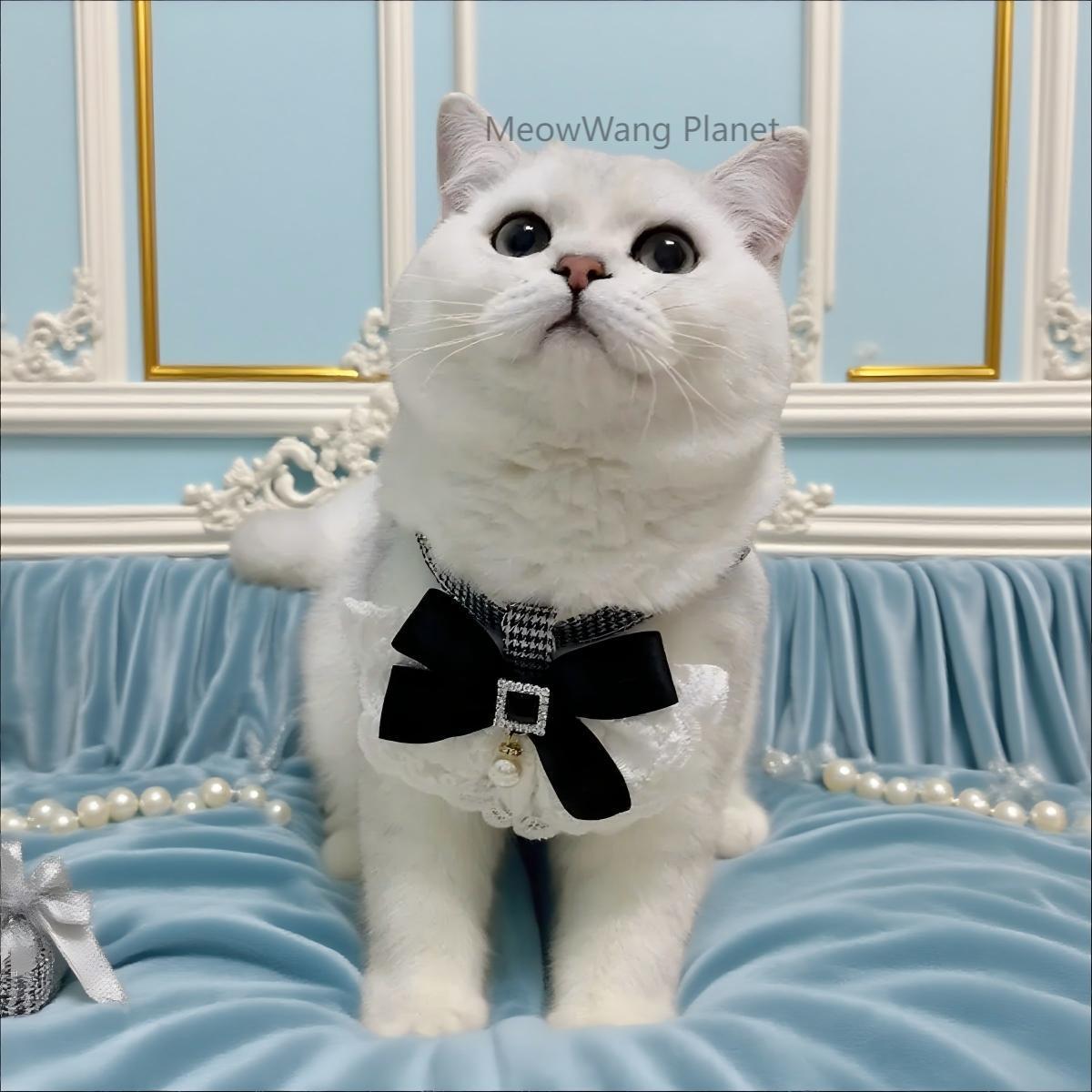 Luxury Lace Harness + Leash Set for Cats & Small Dogs Pets Possessions