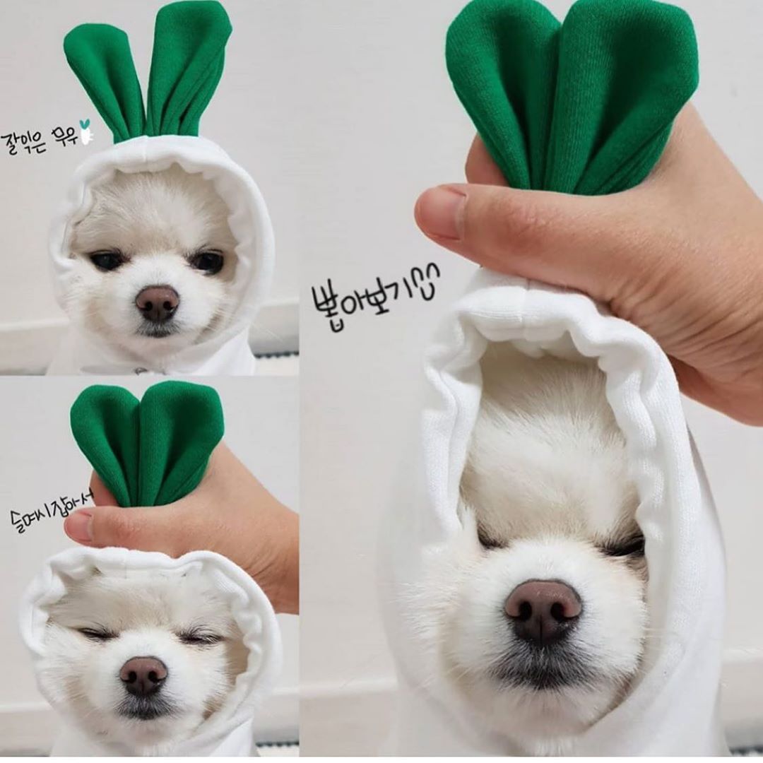 Cute Holiday and Year Round Costumes for Cats & Dogs Pets Possessions