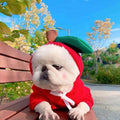 Cute Holiday and Year Round Costumes for Cats & Dogs Pets Possessions