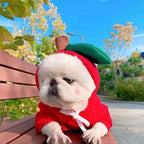 Cute Holiday and Year Round Costumes for Cats & Dogs Pets Possessions
