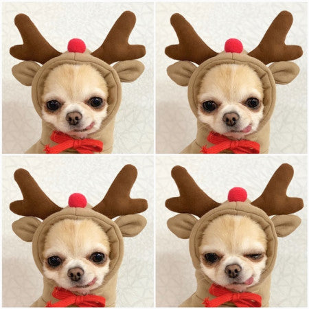 Cute Holiday and Year Round Costumes for Cats & Dogs Pets Possessions
