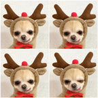 Cute Holiday and Year Round Costumes for Cats & Dogs Pets Possessions