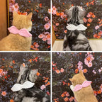 New Cat Specific Pet White Collar Angel Wing Accessories Outdoor Dog Neck Rings Butterfly Tie Supplies Pet Decoration Supplies Pets Possessions LLC