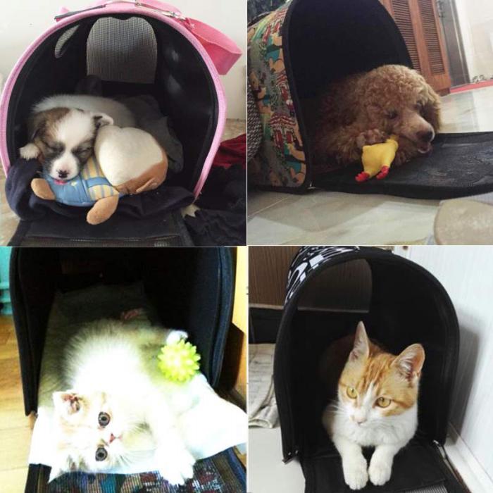Stylish & Creative Multifunctional Oxford Pet Carriers for Cats & Dogs Pets Possessions LLC