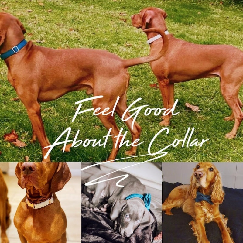 Multiple Color Velvet Customizable Dog Collar +Leash Set with Bow Pets Possessions