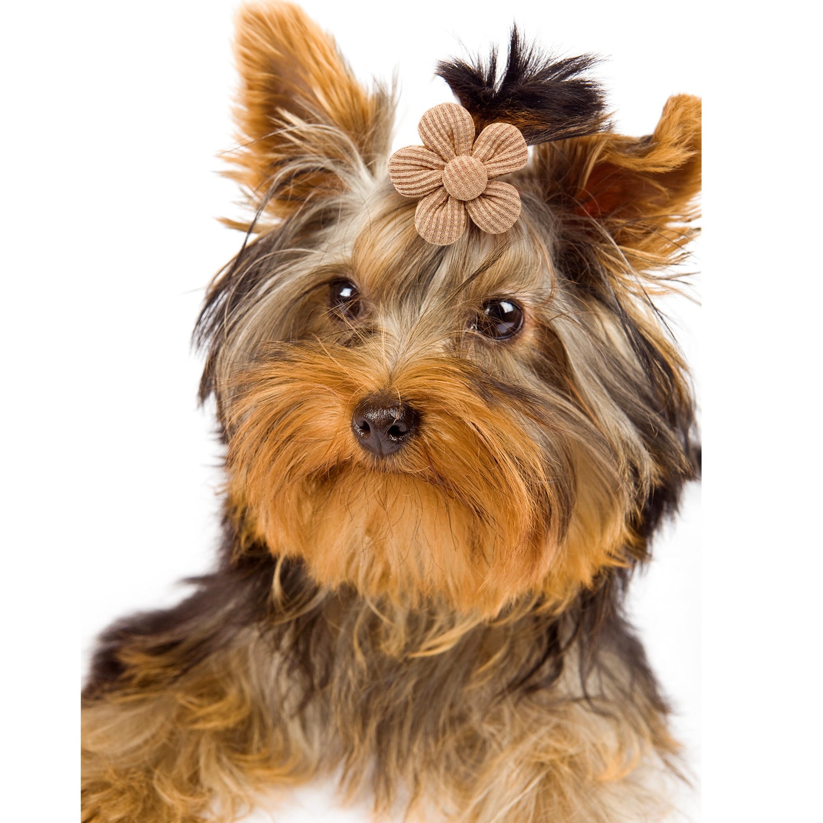 Pet Headdress Flower Spring Flower Solid Color Headdress Flower Dog Cat Accessories Pets Possessions LLC