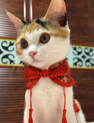 Handcrafted Chinese Inspired Cheongsam Style Cloak with Traditional Knot for Cats & Small Dogs Pets Possessions