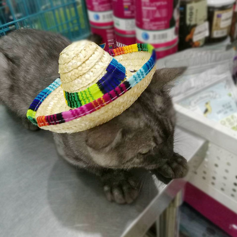 El Sombrero Grande — Woven Straw Cinco de Mayo Hat for Cats & Dogs