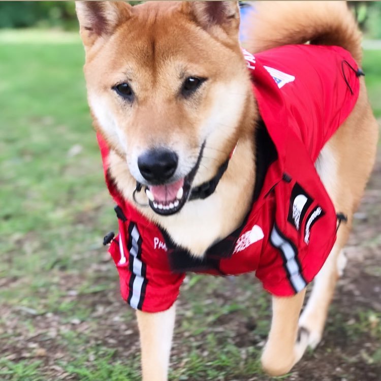 Stylish Windproof Raincoat for Dogs Pets Possessions LLC