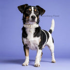 Elegant Adjustable Pearl Collar for Cats & Dogs Pets Possessions