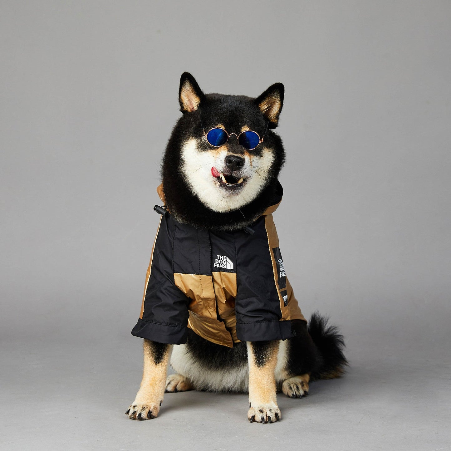 Stylish Windproof Raincoat for Dogs Pets Possessions LLC