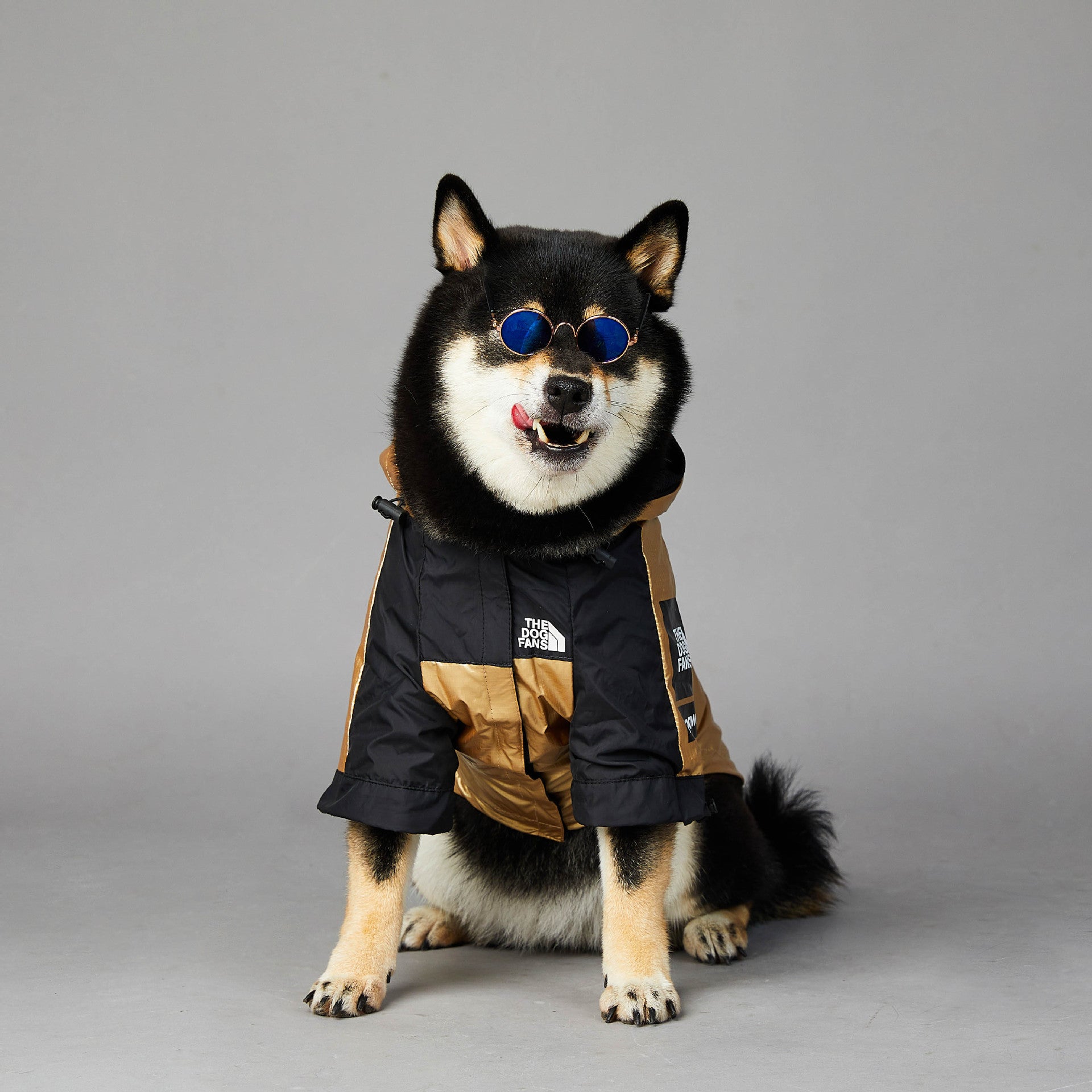 Stylish Windproof Raincoat for Dogs Pets Possessions LLC