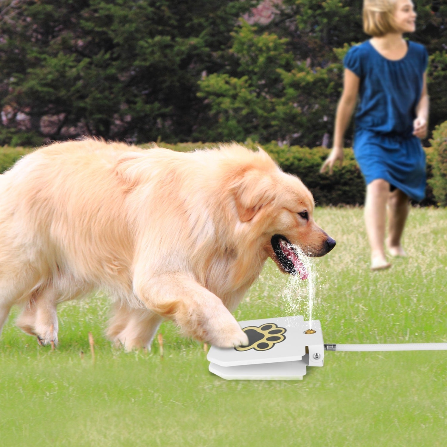 Paw Activated Water Dispenser for Dogs Pets Possessions