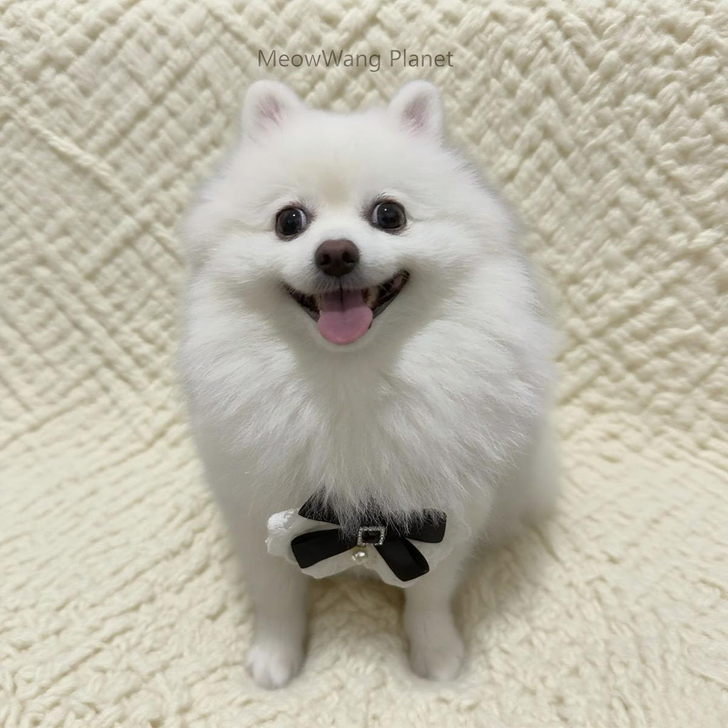 Luxury Lace Harness + Leash Set for Cats & Small Dogs Pets Possessions