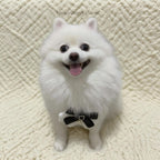 Luxury Lace Harness + Leash Set for Cats & Small Dogs Pets Possessions