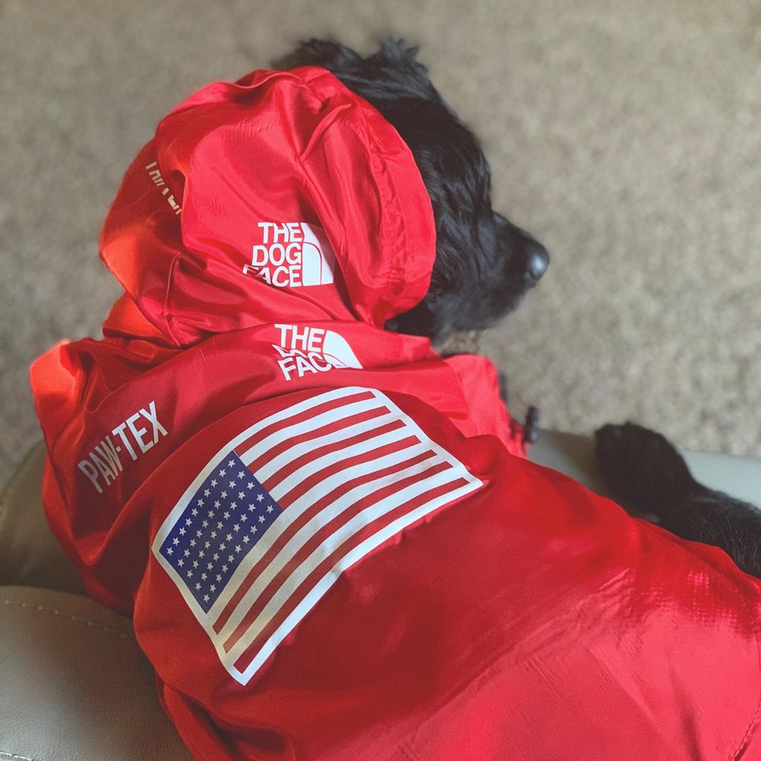 Stylish Windproof Raincoat for Dogs Pets Possessions LLC