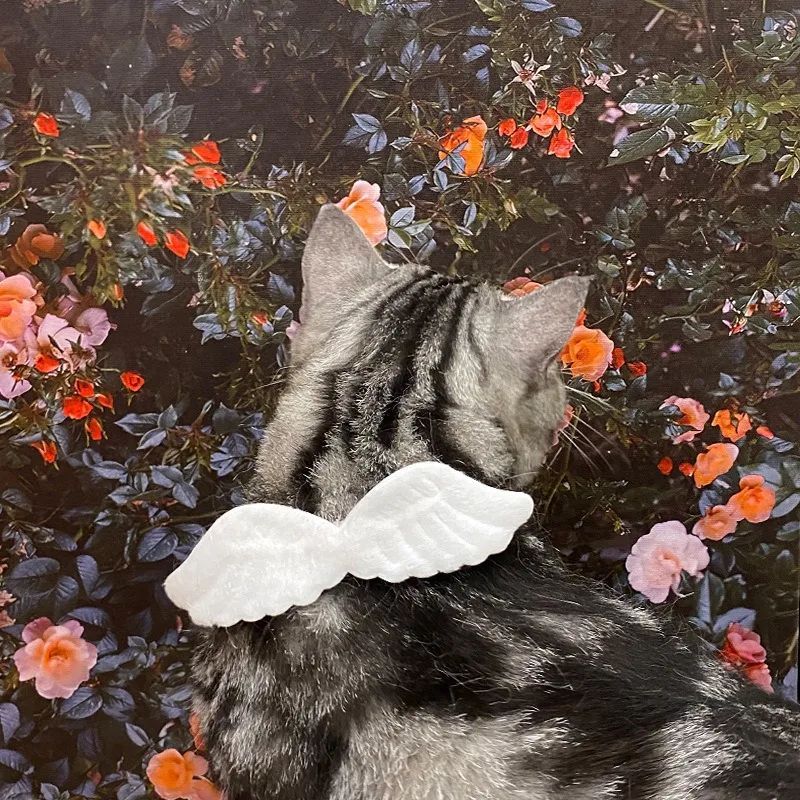 New Cat Specific Pet White Collar Angel Wing Accessories Outdoor Dog Neck Rings Butterfly Tie Supplies Pet Decoration Supplies Pets Possessions LLC
